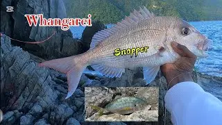 Fishing day in Whangarei, New Zealand