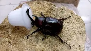 Japanese rhinoceros beetle,  kabutomushi , Allomyrina dichotoma ,Trypoxylus dichotomus