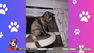 Пятничный кошачий день &mdash; познакомьтесь с Эмми, черепаховой кошечкой!