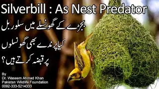  Why Do Some Birds Occupy The Nests Of Other Birds? | Silverbill Bajary K Nest Main Kyun Rehti Hai ?