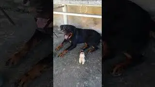 segue curte comenta compartilha quintal do mamute segue