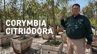 Corymbia citriodora - New Trees for Changing Climates