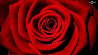 MyFreeCams unbanned me but I ask them to clarify if I`m allowed to send 12 roses once per chatroom