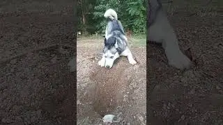 🐺GonnaDig #husky #dog #shorts #shortsfeed #digging #diggingholes #huskydog #huskylife #oppenheimer