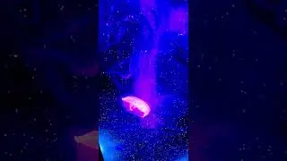 Trippy Jellyfish Projection Show at SeaWorld San Diego