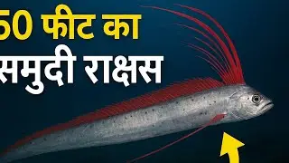 क्या ये मछली सुनामी और भूकंप की भविष्यवाणी करती है?|Oarfish Mystery|@BraveWilderness @FactTechz