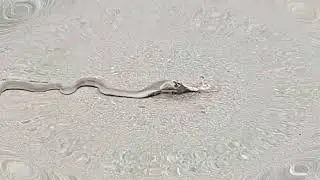 Cobra snake eating dead Mouse
