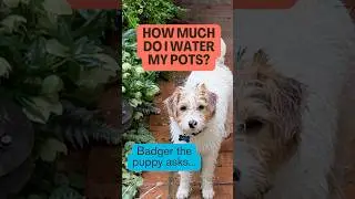 How Often Should You Water Container Plants? #gardeningpodcast