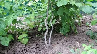 Спиральные деревья обзор спустя 2 года/Spiral trees review 2 years later