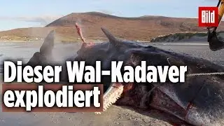 Forscher finden 100 Kilo M&uuml;ll im Bauch von totem Wal