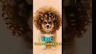 Funny Dog Epic Transformation 😂🐕✨