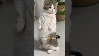 4 Signs Your Cat Has a Fever! 😿🚨