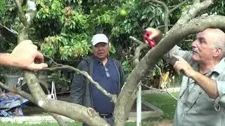 1153 ) –  4 ° PARTE –  ITAPEVI – SP – PODA LIMÃO TAITI