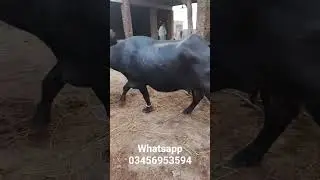 Buffalo Sale Today &ndash; Healthy & High-Milk Yield Buffalos!&rdquo;
