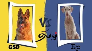 German shepherd vs Rajapalayam tamil pro pet