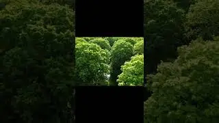 Unseen Interactions: A Bird&rsquo;s-Eye View #BirdsEyeView #UnseenInteractions #NatureFromAbove