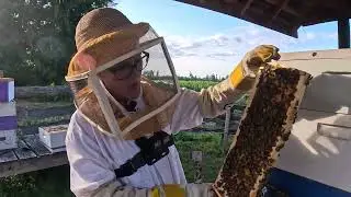 Beekeeping Pt.1: Checking The Beehives With Carrie. Will We Find Honey?!