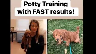 Fool Proof POTTY TRAINING with fast results! All you need to know....