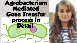 Agrobacterium Mediated Gene Transfer process ### T- DNA transfer procedure ## Genetic engineering
