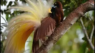 Greater Bird-of-Paradise (almost) mating