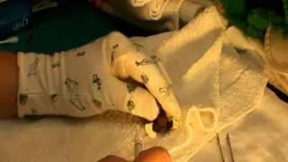 Baby Bats 2011.avi