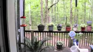 Hummingbirds in tune with beautiful music.