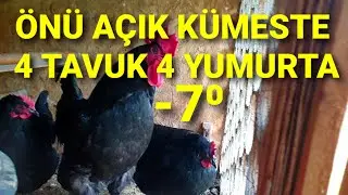 YUMURTA TOPLAMA! BU IRK %100 İLE BU SOĞUK HAVALARDA REKOR KIRIYOR. TAVUKLARIN KOLİ KOLİ YUMURTALARI