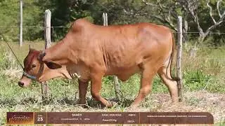 Lote 23 Sandy ACFS 1