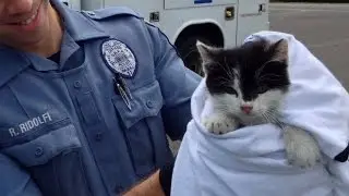 Cop Rescues Cat On Busy Bridge After Being Tossed Out Car Window