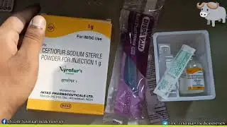 Xyrofur 1 injection how to use xyrofur ceftiofur sodium injection veterinary