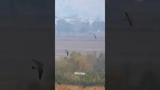 Peregrine Falcon chasing a Kestrel. #peregrinefalcon #kestrel #birdsofprey #wildlife #birdlovers