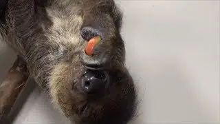 Watch Sloth Rescued From Exotic Trade Find Joy In Snacking On Apples
