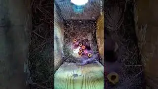 BlueTit Nesting Timelapse 2025-16-05