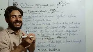 Cellular Organization| Unicellular, Multicellular and Colonial Organization class 9th biology pashto