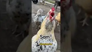 Frankie calls #sam #samuel #samantha #sammy #rooster #names #memesdaily #shortsviral #funnyanimals