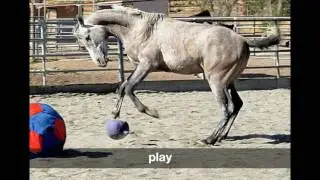 Sunrise Horse Rescue in the 2016 Napa Valley Give!Guide