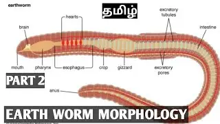 11th morphology of earthworm unit -4 in tamil #scert#stateboard#samacheer#neet2024#science