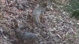 Two Coyotes Hunting Rats in Urban Canyon in San Diego