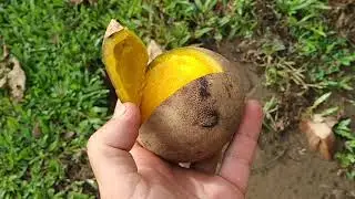 Battling Giant Bearded Pig over rare BAMBAGAN Mango (Mangifera pajang, Sus barbatus)