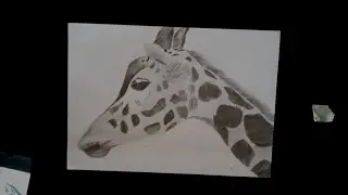 The Hyper realistic Giraffe Drawing😍@SouravjoshiArts . #art . 😍