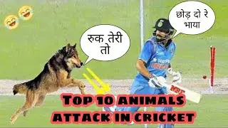 Top 10 animals attack player in cricket