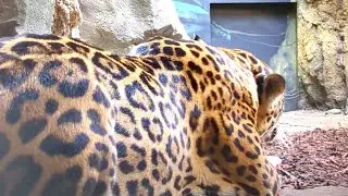 Zoo Berlin 2025 - Panda, Gorilla, Elefanten, Tiger & Co.