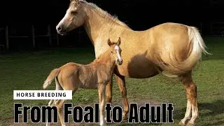 From Foal to Adult Horse Breeding #secretanimals  @WildHorseSecrets