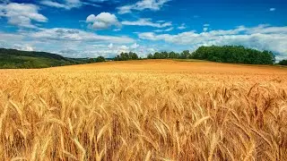 Golden Wheat Field with Relaxing Music for Spiritual Healing and Meditation | Nature Sounds