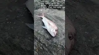 North Mole Snapper