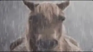 Sad Horse Story....
