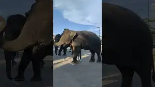 So clever elephant dancing a song. #shorts
