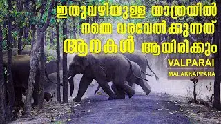 Malakkappara | Valparai | One day trip | Animal sighting | Elephant Crossing on the Road |