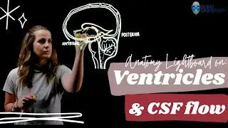 Lightboard on the Anatomy of Ventricles and CSF Flow