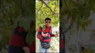 पहाड़ी फल #Jholing #Jaberdi #Lemon